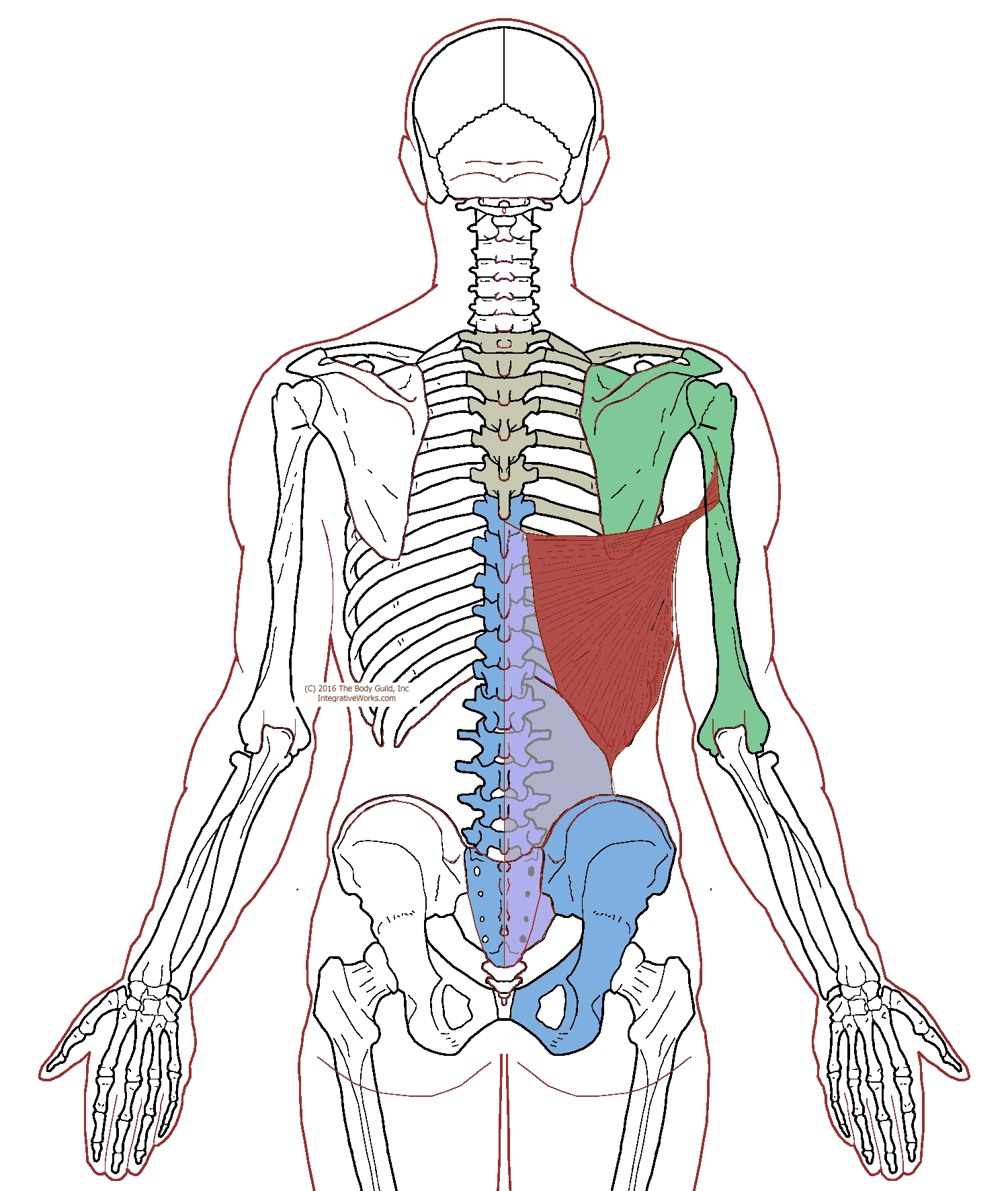 latissimus-dorsi-functional-anatomy-integrative-works