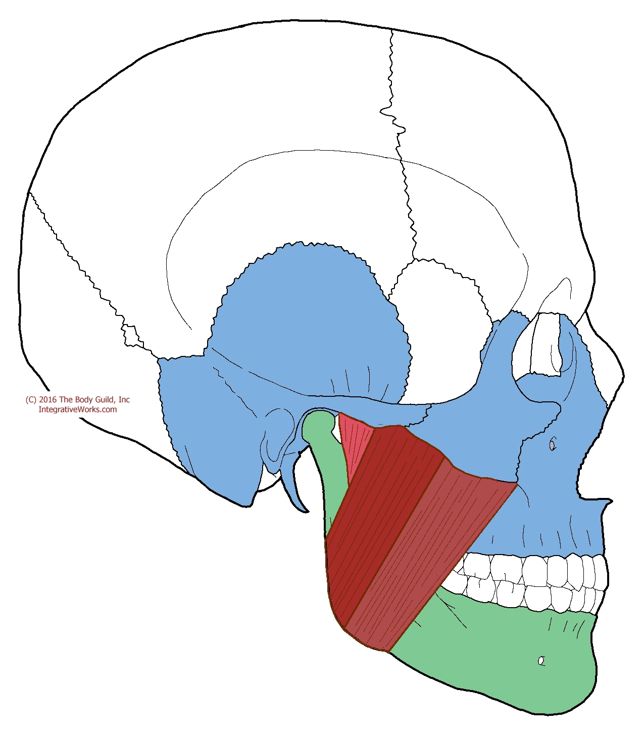 masseter-anatomy-oift-integrative-works