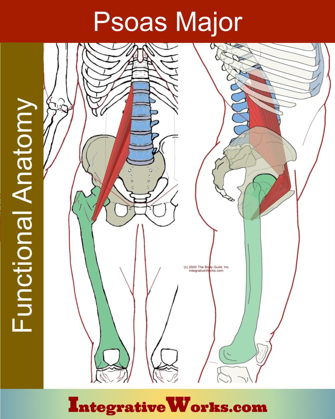 Iliopsoas Complex Functional Anatomy Integrative Works