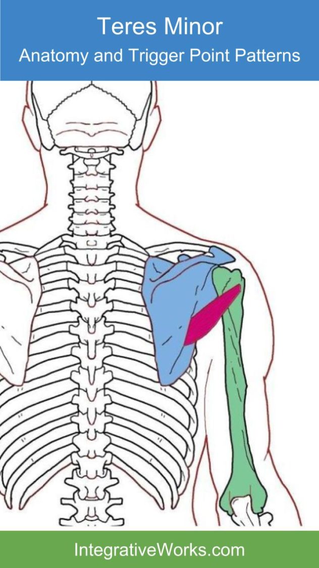 Teres Minor – Functional Anatomy | | Integrative Works