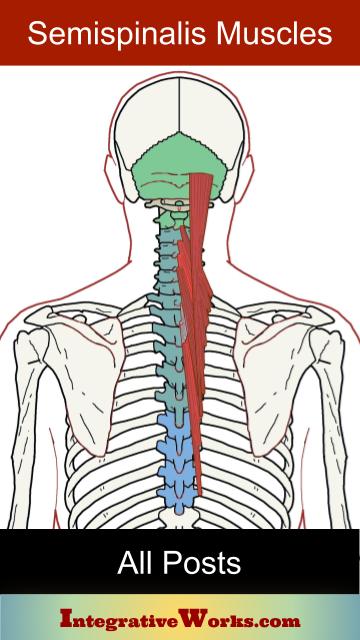 Semispinalis Thoracis Functional Anatomy Integrative Works