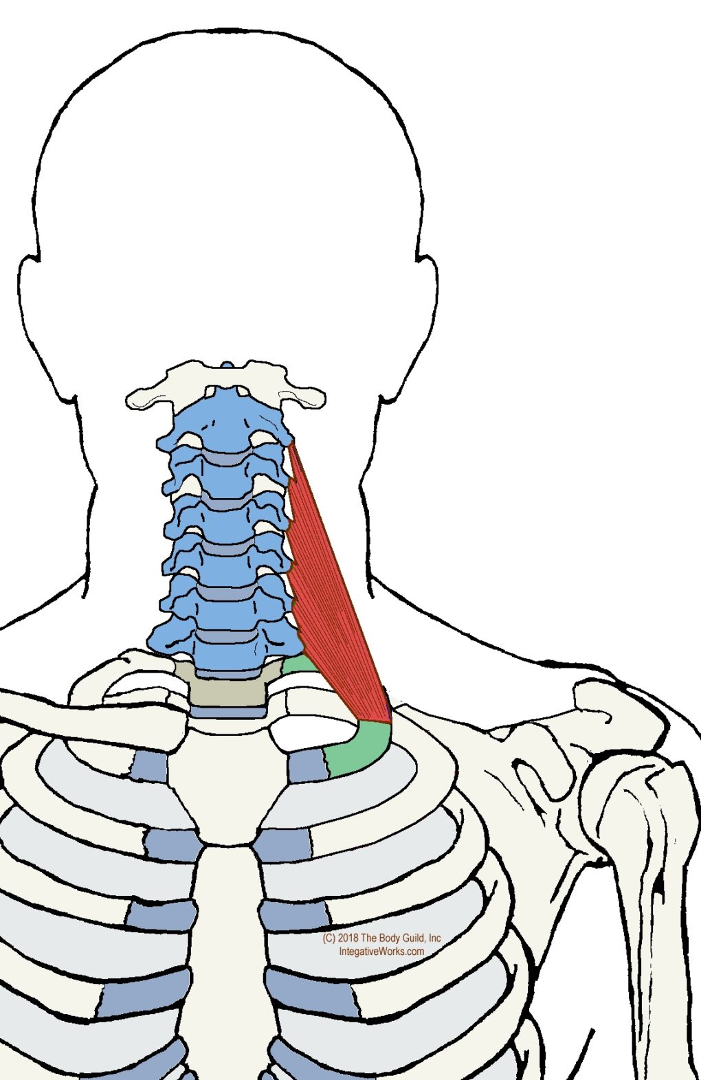 Scalene Muscles Functional Anatomy Integrative Works