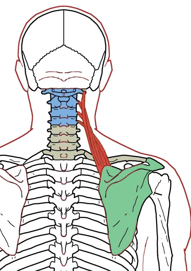 Levator Scapula Functional Anatomy Integrative Works