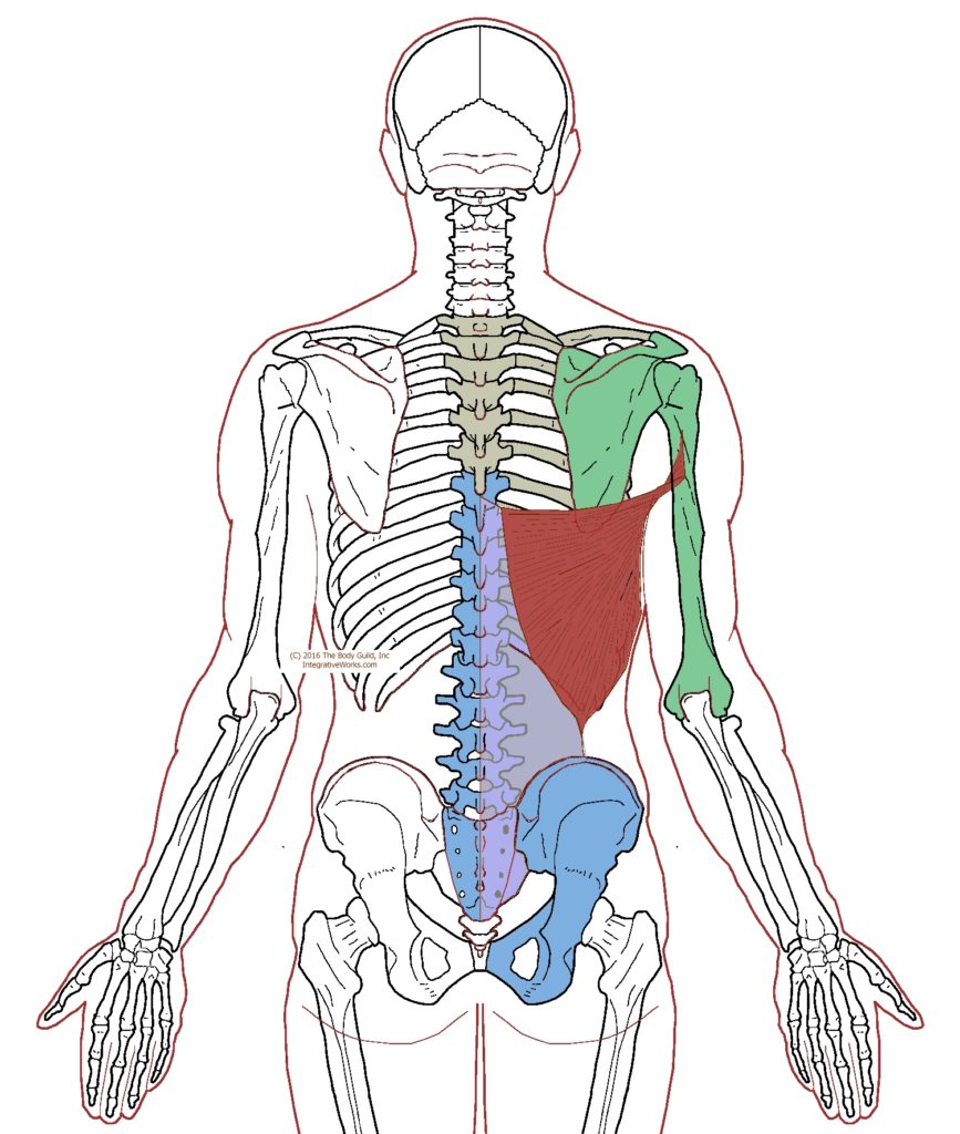 Latissimus Dorsi Functional Anatomy Integrative Works