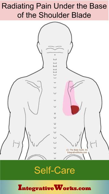 Shoulder, shoulder blade, upper back pain and/or pain radiating down the  back of the arm? Could it be DNS? — Solstice Physical Therapy