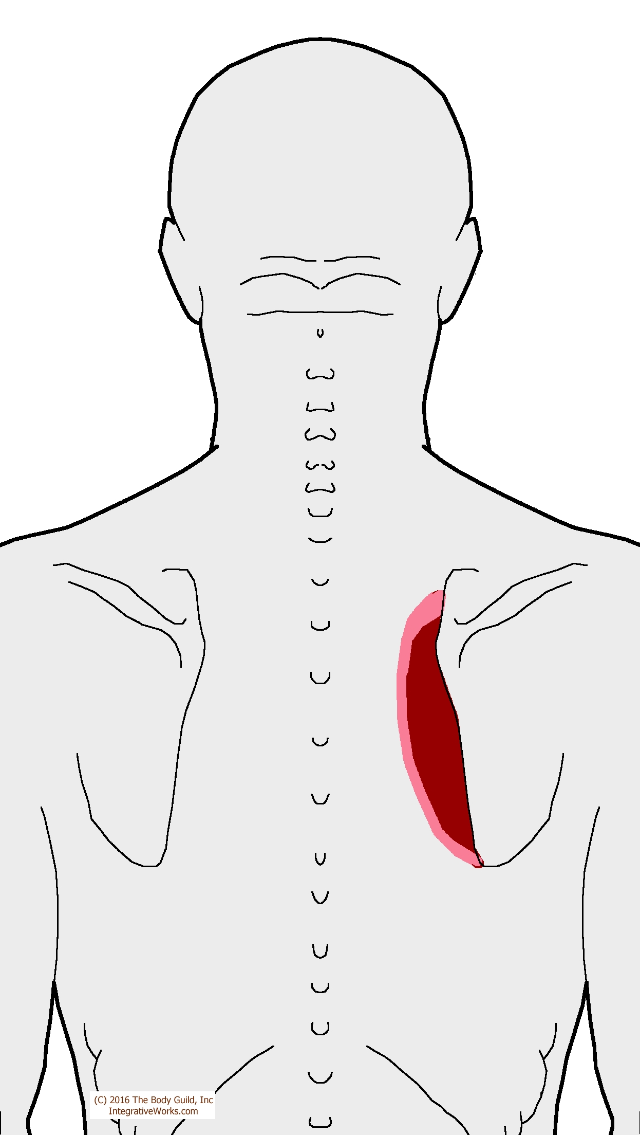 spine-of-scapula