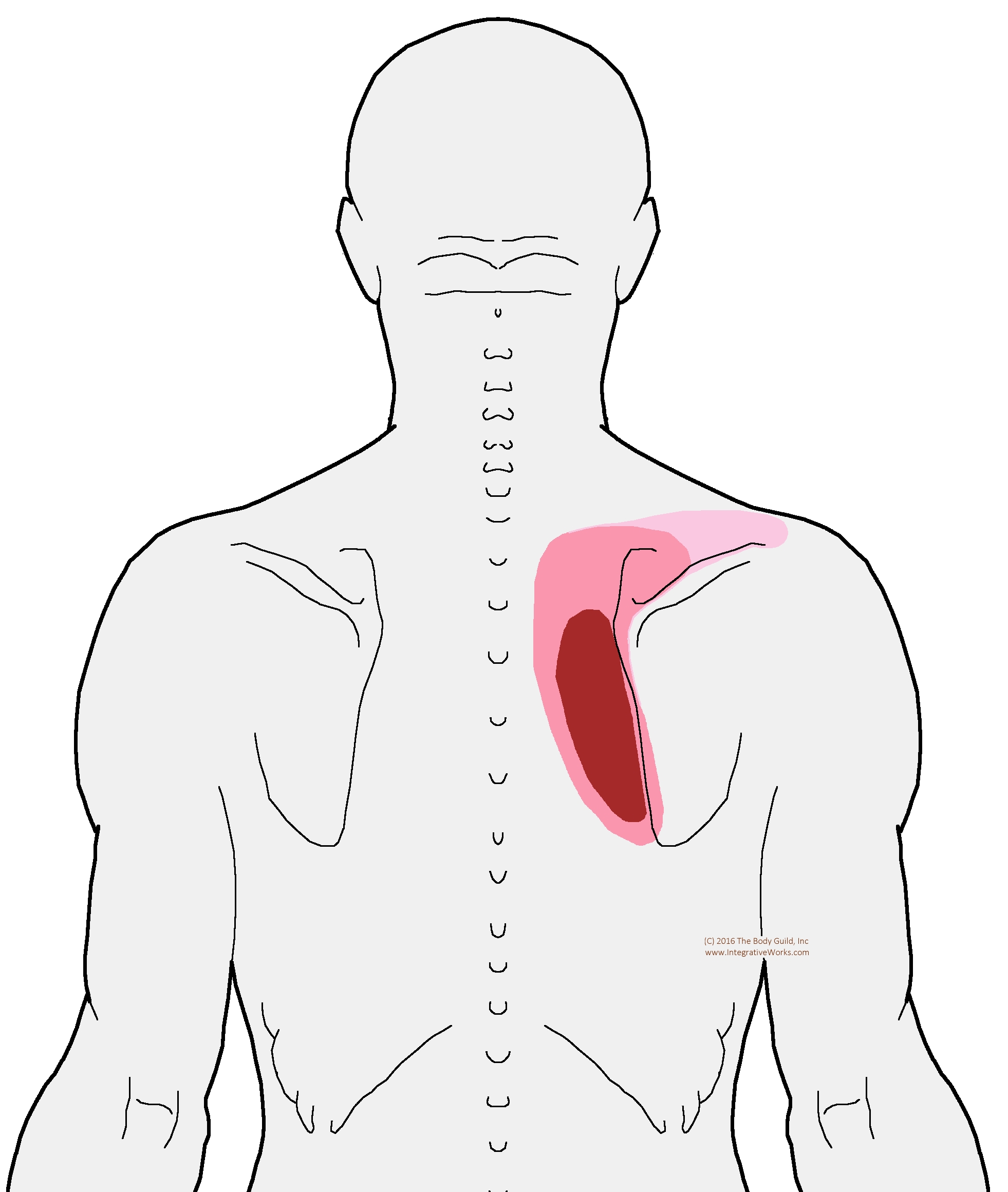 Pain Between Shoulder Blades When Slouching Integrative Works