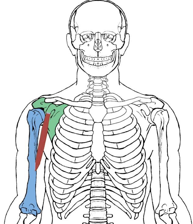 Functional anatomy coracobrachialis integrative works
