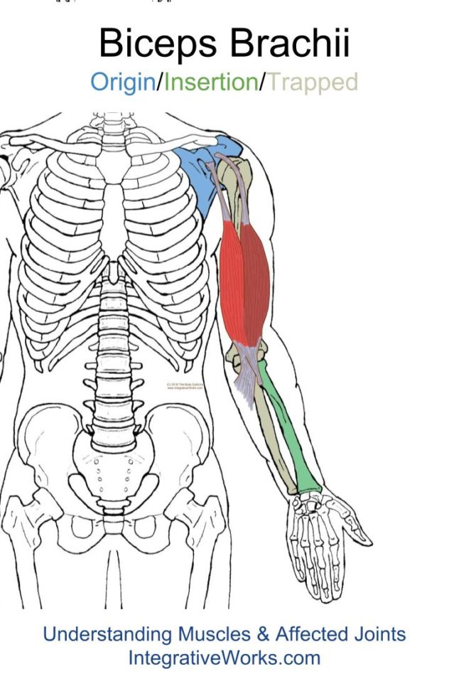 Pain in front of shoulder reaching forward | Integrative Works