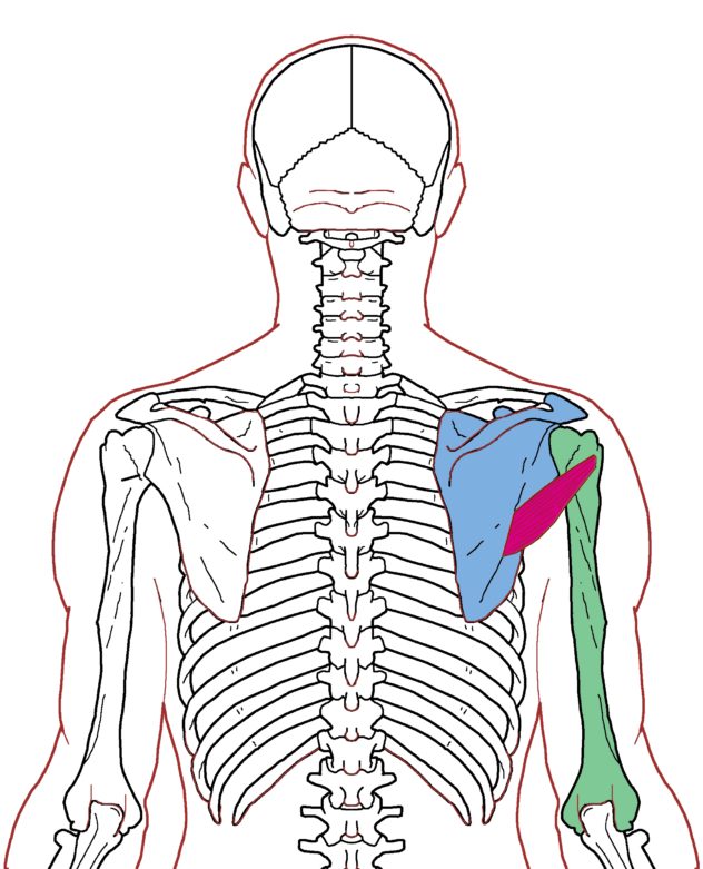 Teres Minor Manual Muscle Test