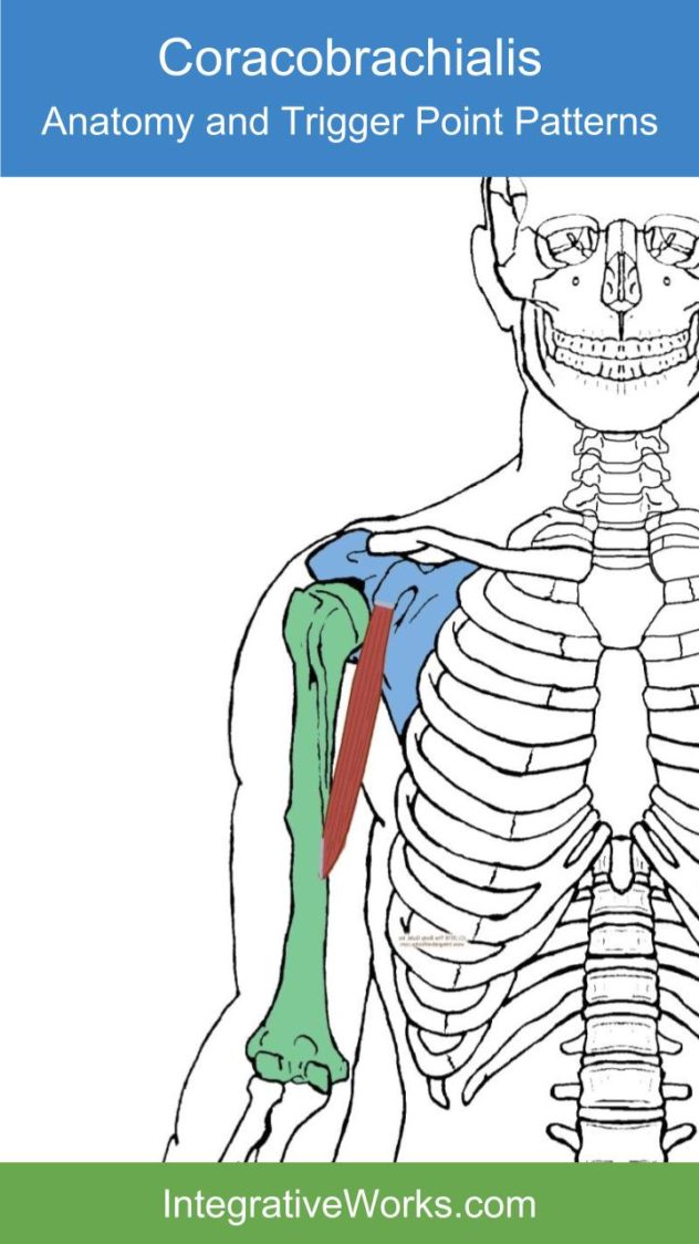 Functional Anatomy – Coracobrachialis | Integrative Works