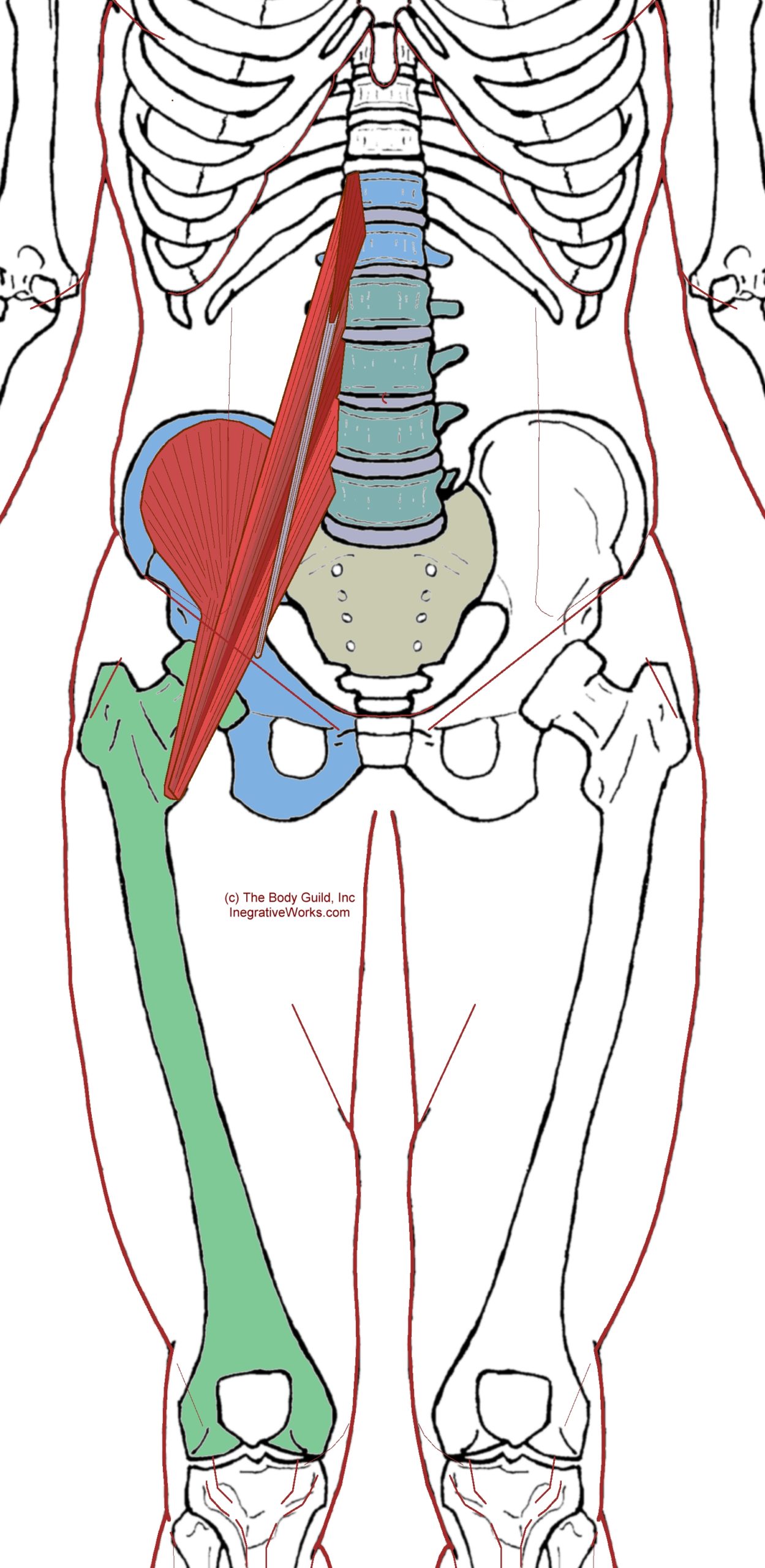 Iliopsoas Complex - Functional Anatomy - Integrative Works