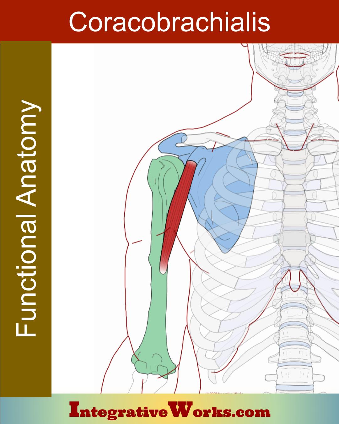 Coracobrachialis – Functional Anatomy