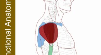 Deltoid – Functional Anatomy