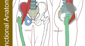 Iliopsoas Complex – Functional Anatomy