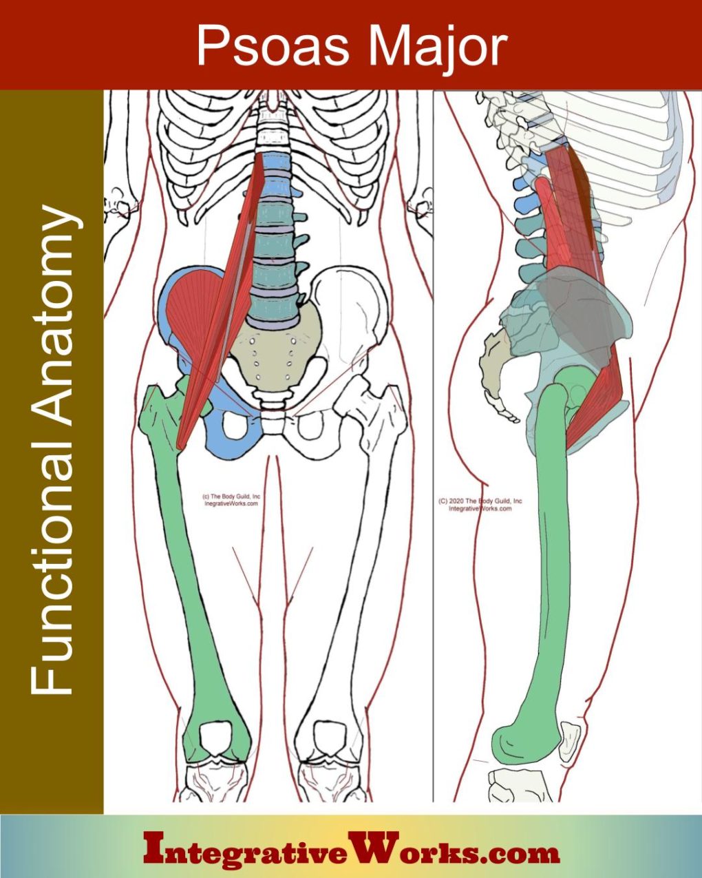 Psoas Major - Functional Anatomy - Integrative Works