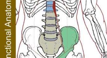 Psoas Minor – Functional Anatomy