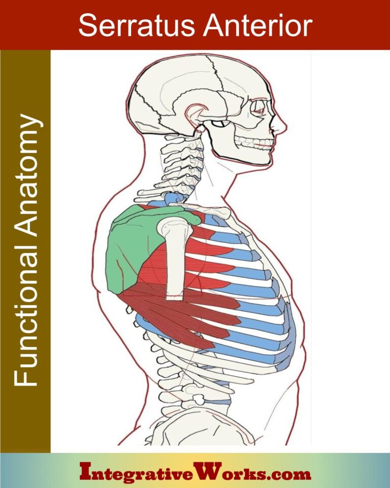 Serratus Anterior - Functional Anatomy - Integrative Works