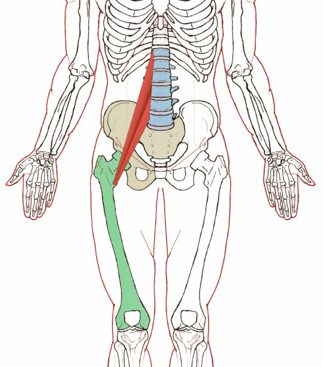 Psoas Major – Functional Anatomy | | Integrative Works