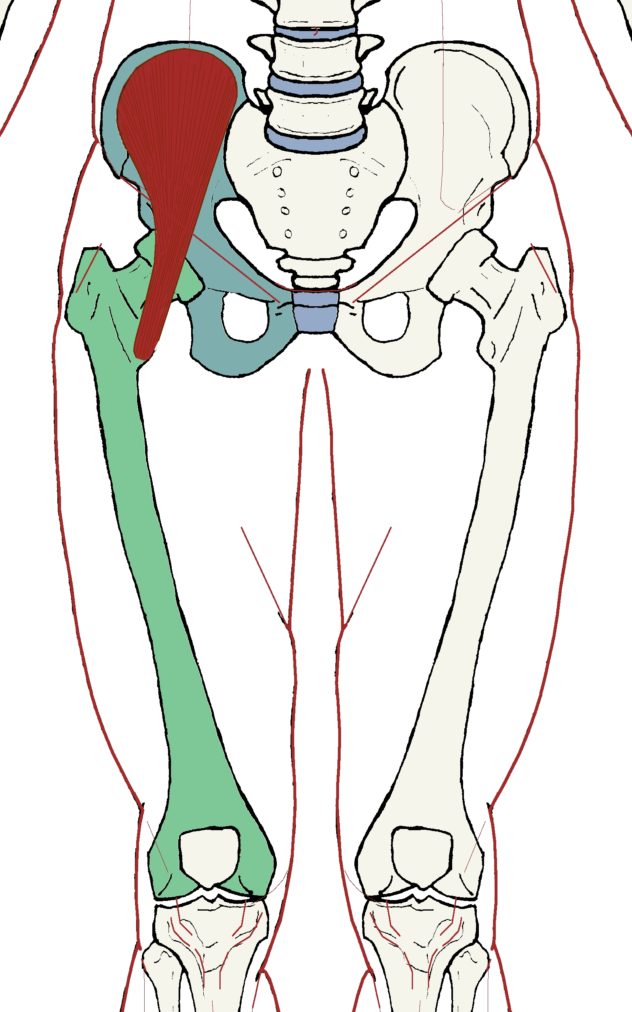 Iliacus - Functional Anatomy - Integrative Works