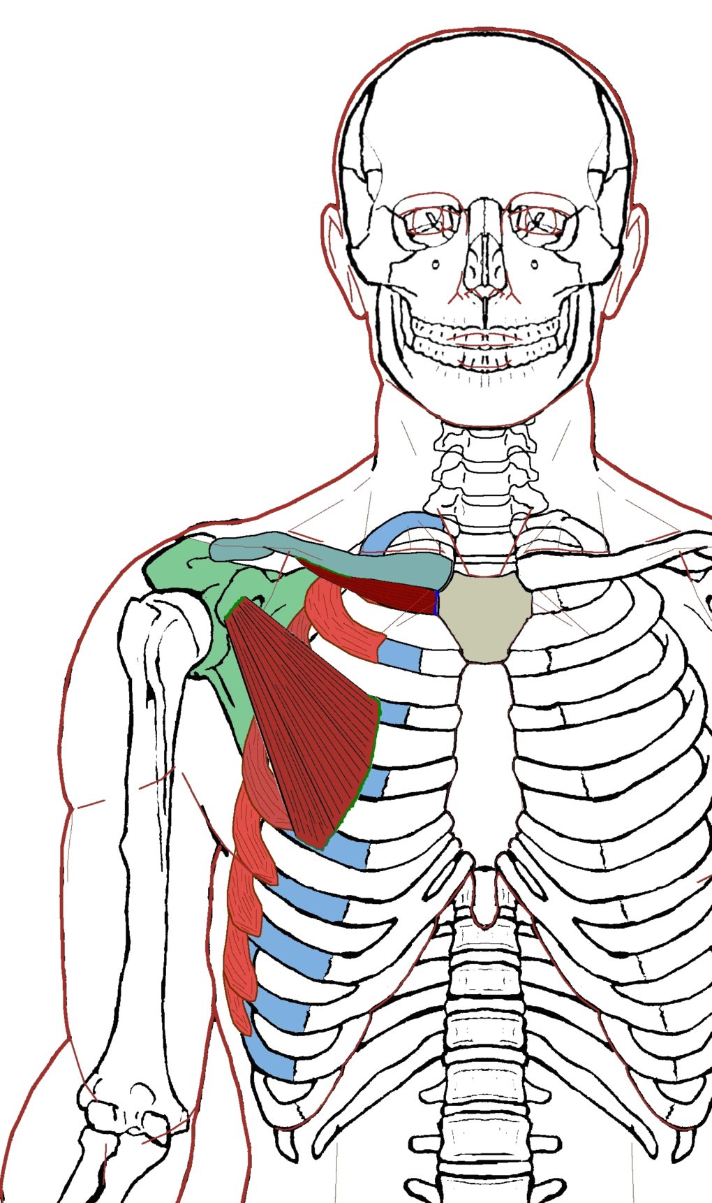 Serratus Anterior - Functional Anatomy - Integrative Works