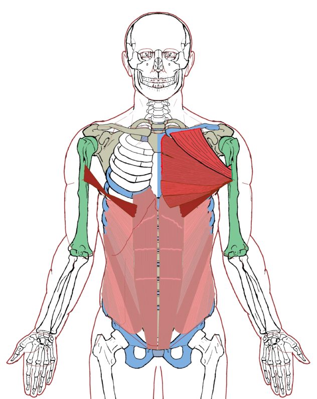 Pectoralis Major - Functional Anatomy - Integrative Works