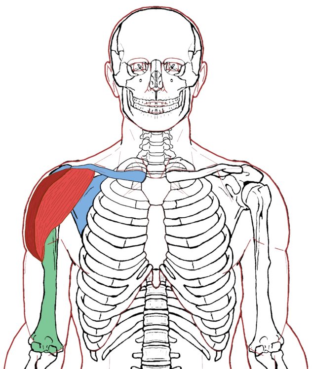 Deltoid - Functional Anatomy - Integrative Works
