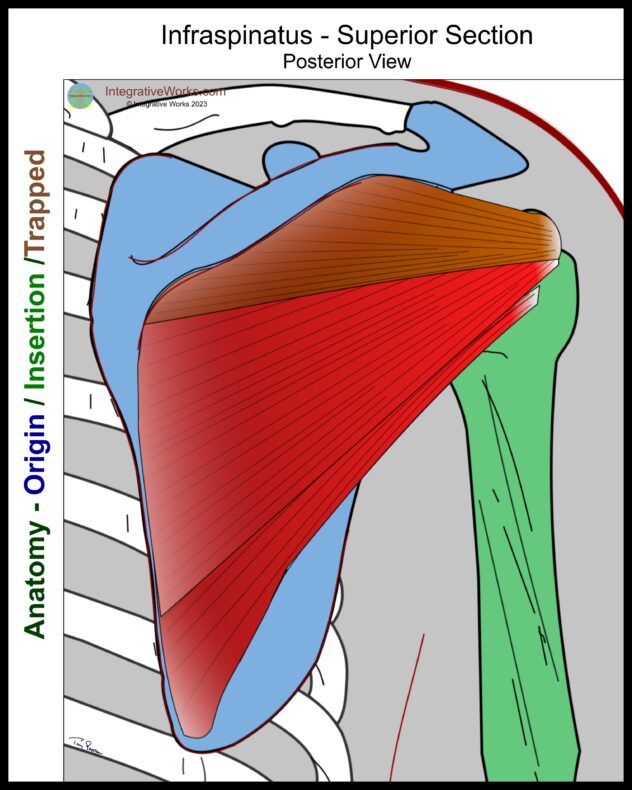 Infraspinatus - Functional Anatomy - Integrative Works