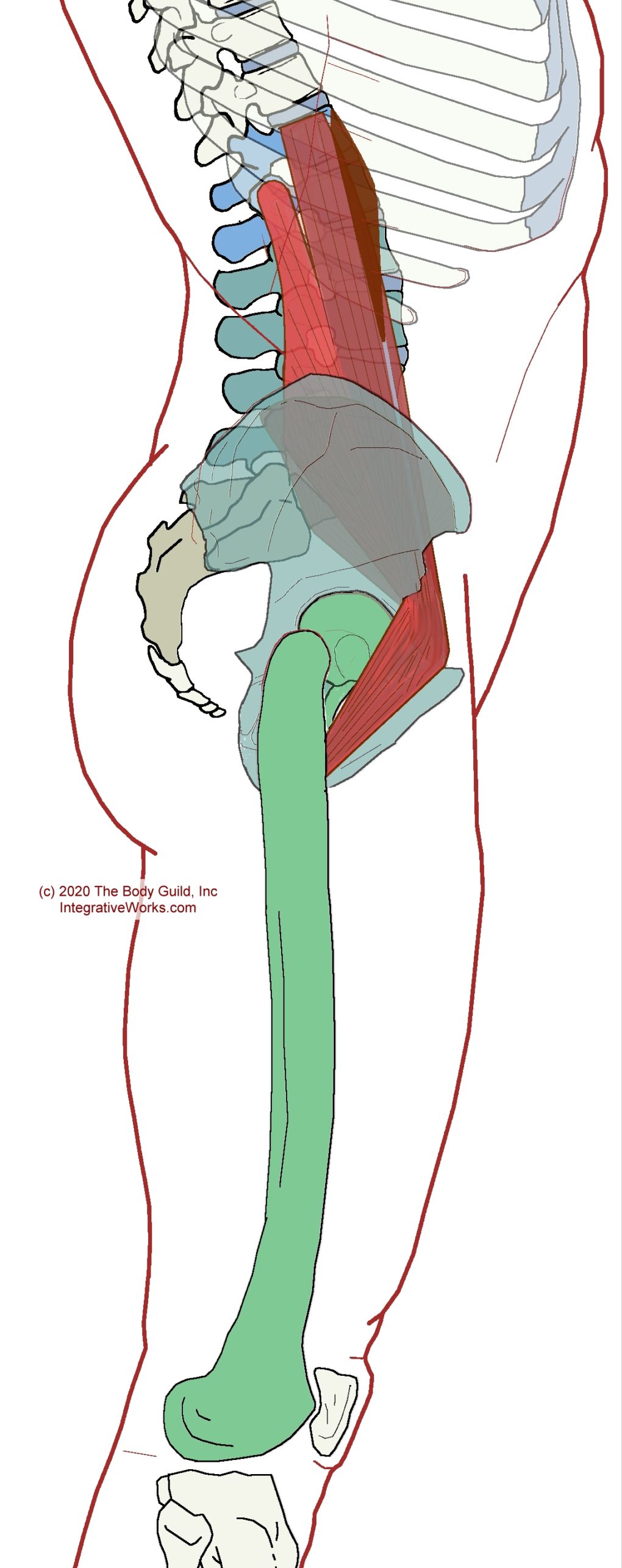 Iliopsoas Complex - Functional Anatomy - Integrative Works