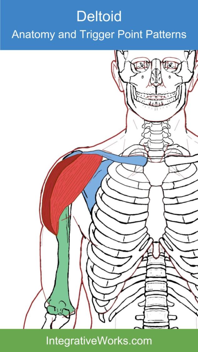 Deltoid - Functional Anatomy - Integrative Works