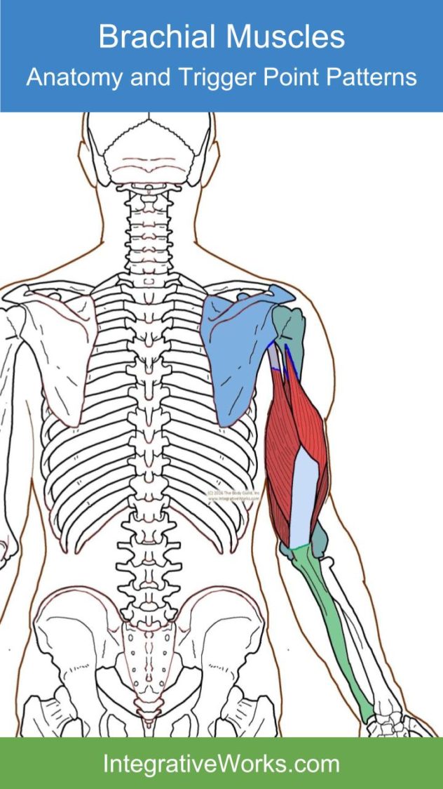 Coracobrachialis - Functional Anatomy - Integrative Works