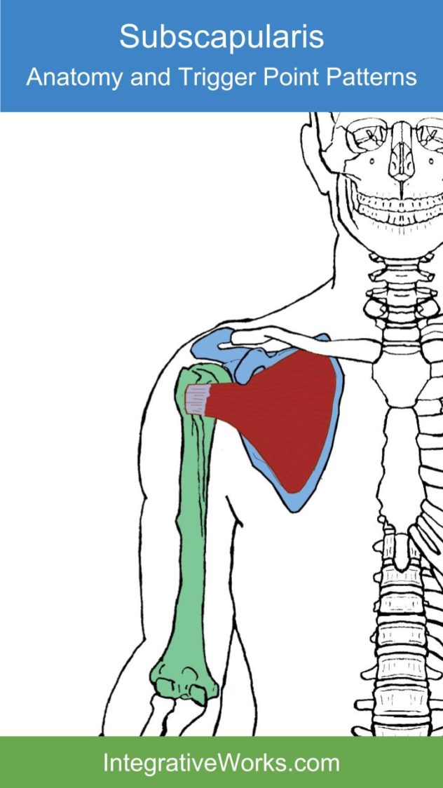 Subscapularis - Functional Anatomy - Integrative Works