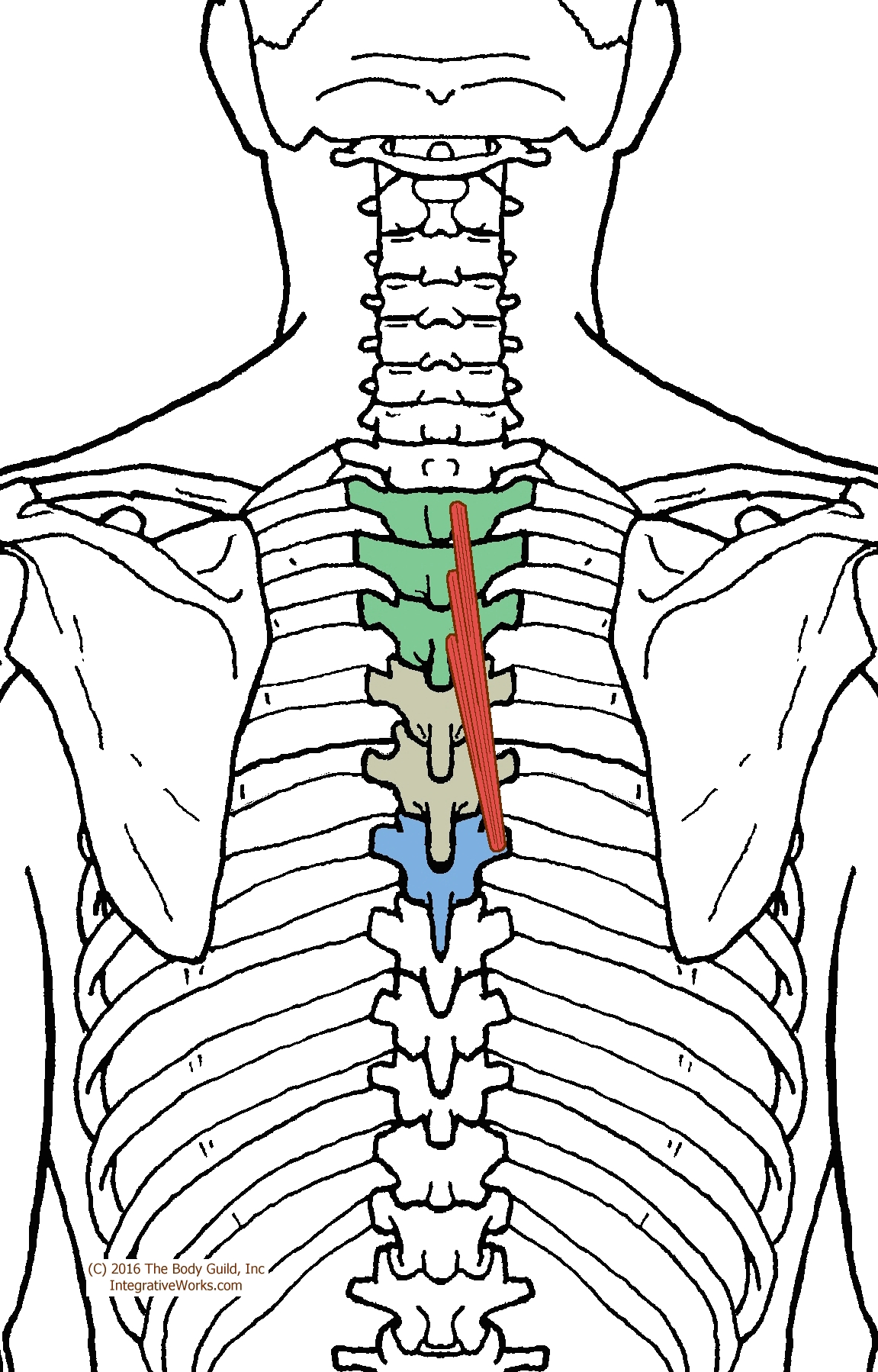 Rotatores and Multifidi - Functional Anatomy - Integrative Works