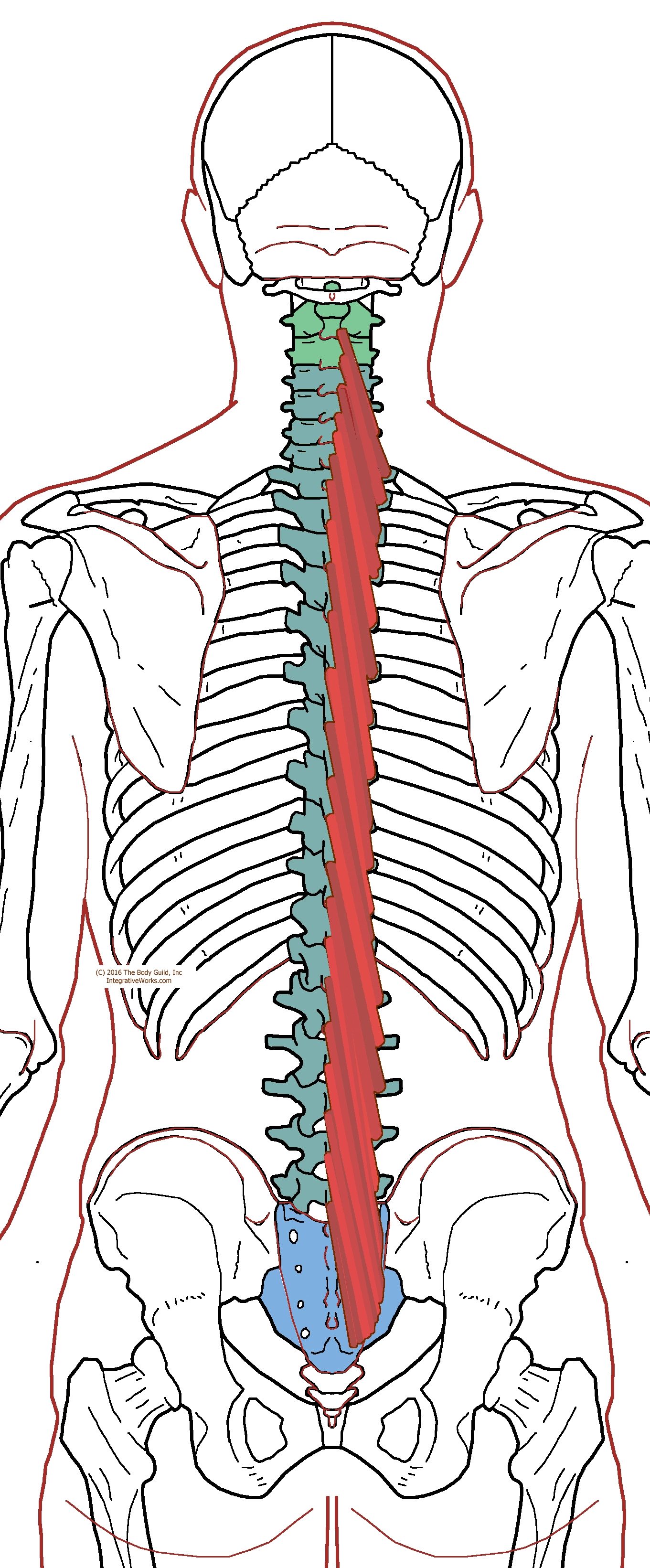 Rotatores and Multifidi - Functional Anatomy - Integrative Works