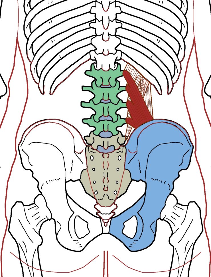 Quadratus Lumborum Functional Anatomy Integrative Works