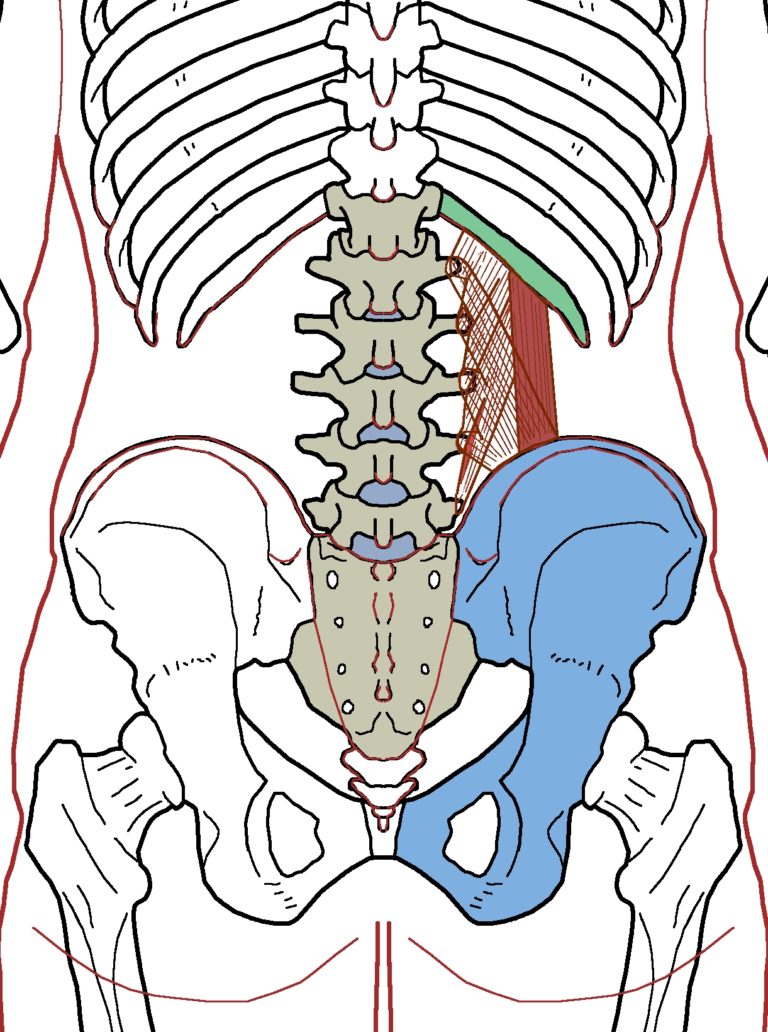 Quadratus Lumborum - Functional Anatomy - Integrative Works