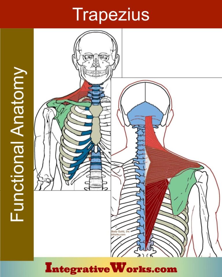 Extrinsic Back Muscles Functional Anatomy Integrative Works