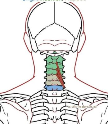 Rotatores and Multifidi - Functional Anatomy - Integrative Works