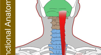 Semispinalis Capitis – Functional Anatomy
