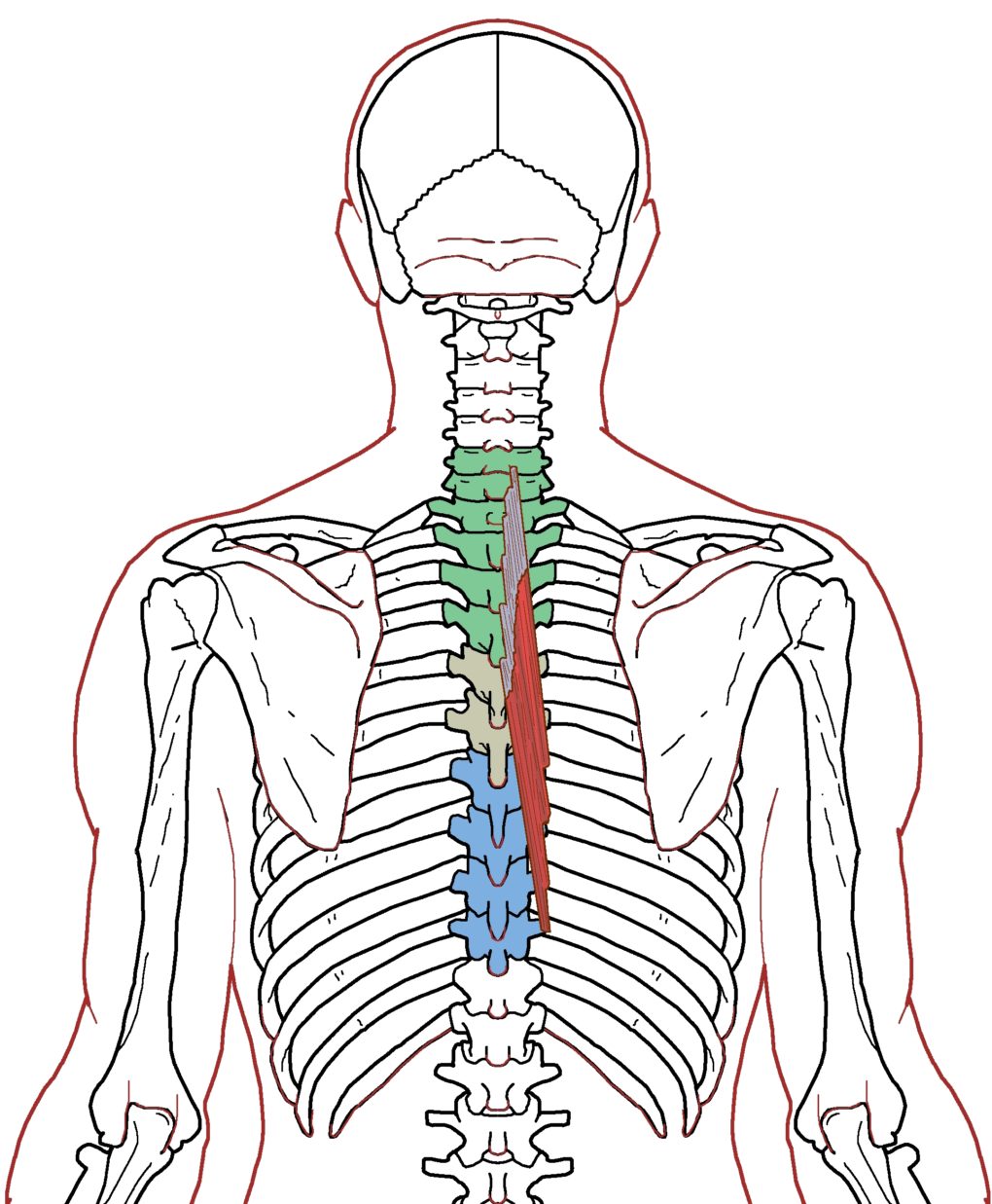 Semispinalis Thoracis - Functional Anatomy - Integrative Works