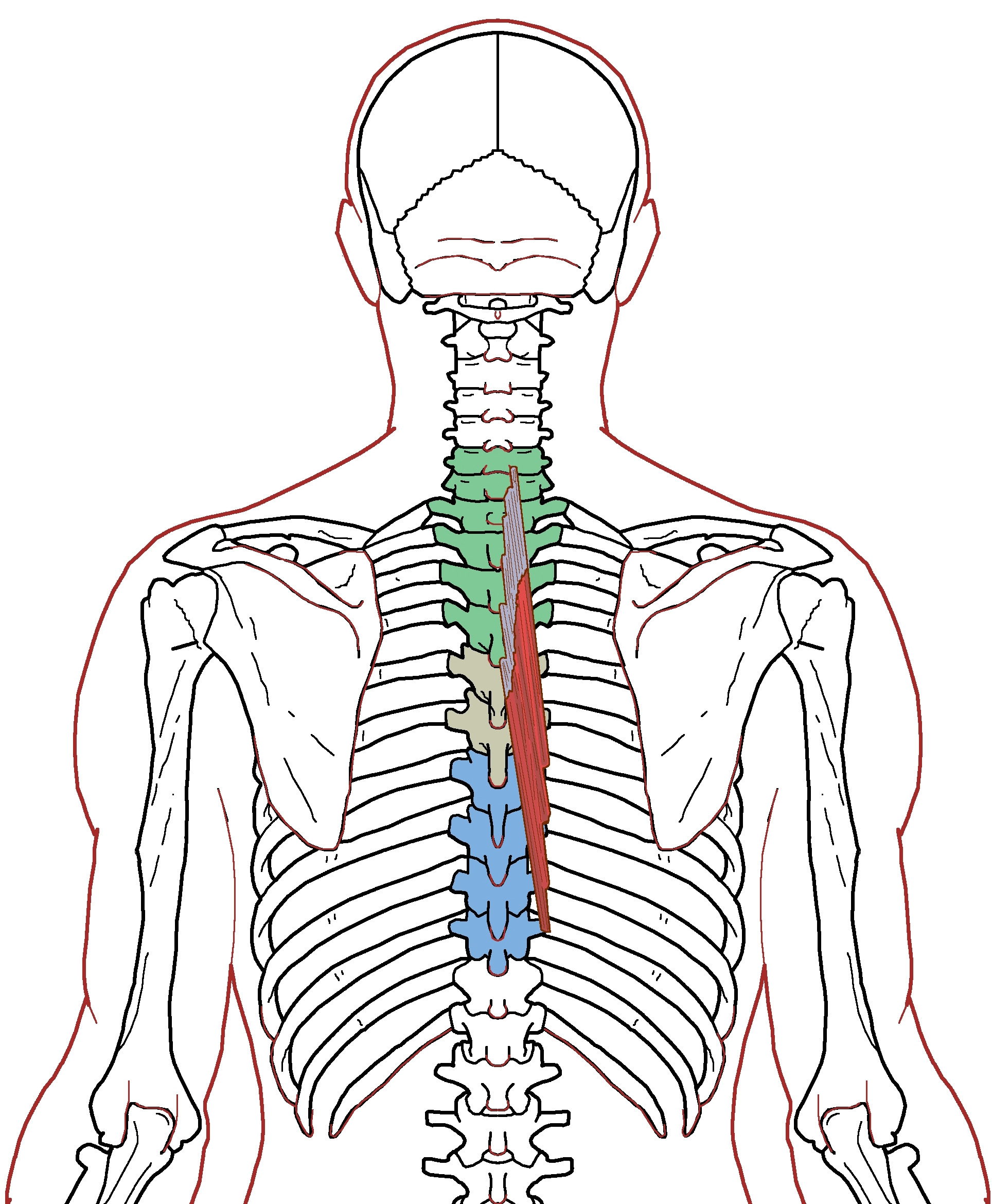 Semispinalis Thoracis Functional Anatomy Integrative Works