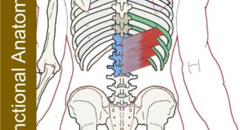 Serratus Posterior Inferior – Functional Anatomy