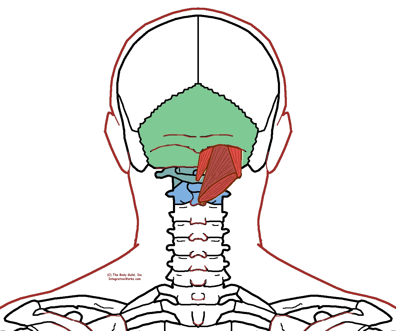 Suboccipital Muscles Functional Anatomy Integrative Works 9845