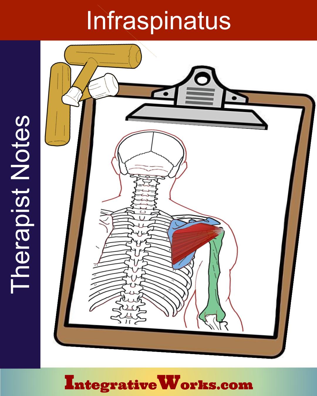 Infraspinatus – Massage Therapy Notes