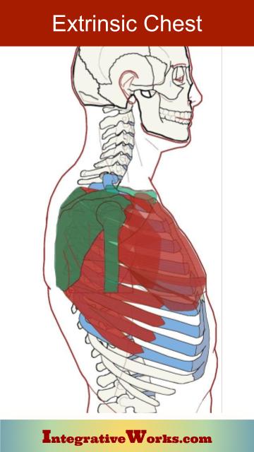 Self Care - Doorway stretches for Chest Muscles - Integrative Works