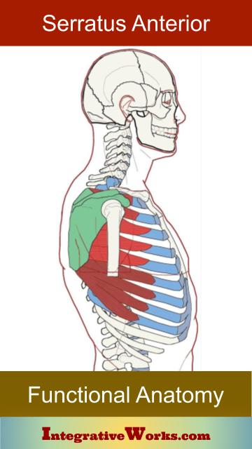 Serratus Anterior – Functional Anatomy | Integrative Works