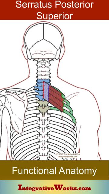 Serratus Posterior Superior – Functional Anatomy | Integrative Works