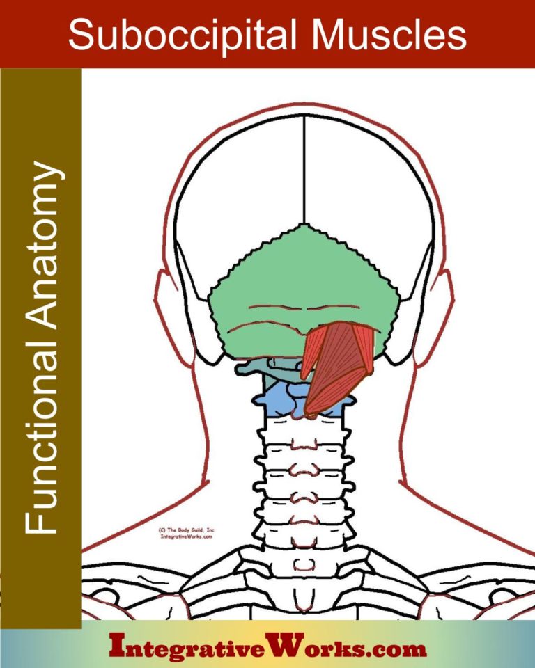 Suboccipital muscles - Functional Anatomy - Integrative Works