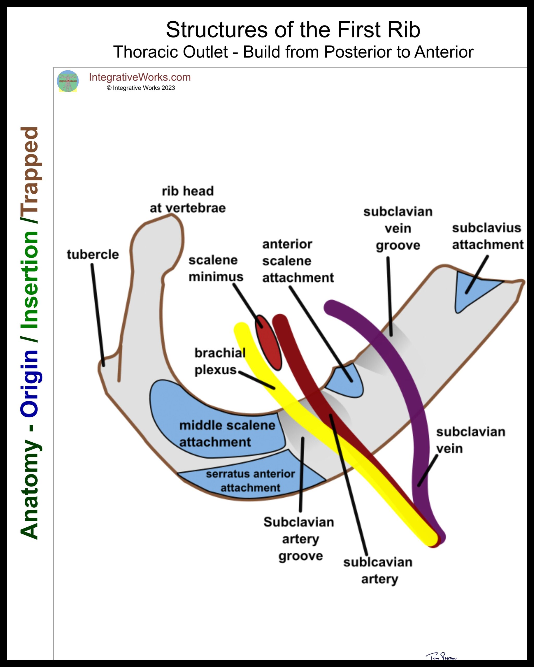 Thoracic Outlet - Functional Anatomy - Integrative Works