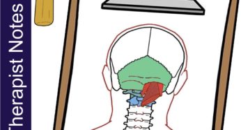 Suboccipital Muscles – Massage Therapy Notes